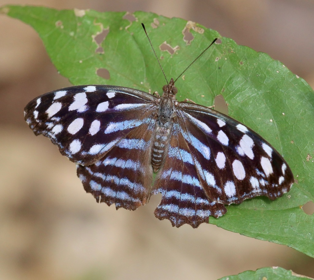 Pale Bluewing