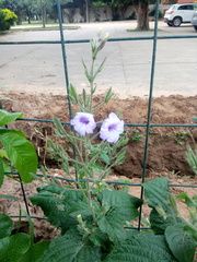 Ruellia ciliatiflora