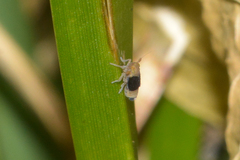 Syndelphax pseudoseminigra
