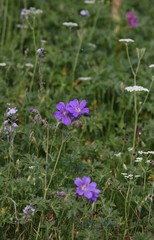 Geranium gymnocaulon