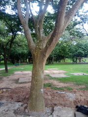 Albizia niopoides