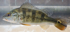 Cichla monoculus