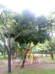 Diospyros inconstans