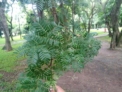 Chloroleucon tenuiflorum