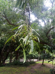 Sapium haematospermum