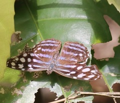 Myscelia leucocyana