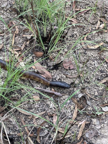 Black-headed Python sighting