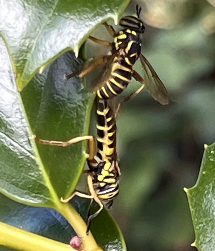 Unknown species found near McKinley St, Durham, NC, US