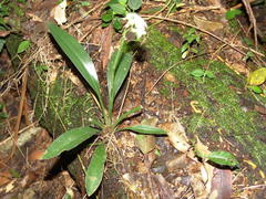 Cyclopogon congestus