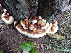 Ganoderma