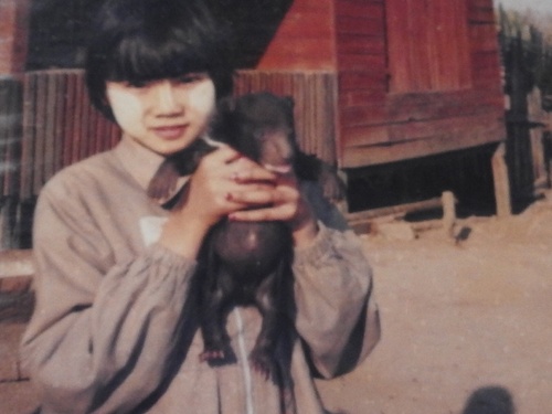 Himalayan Black Bear