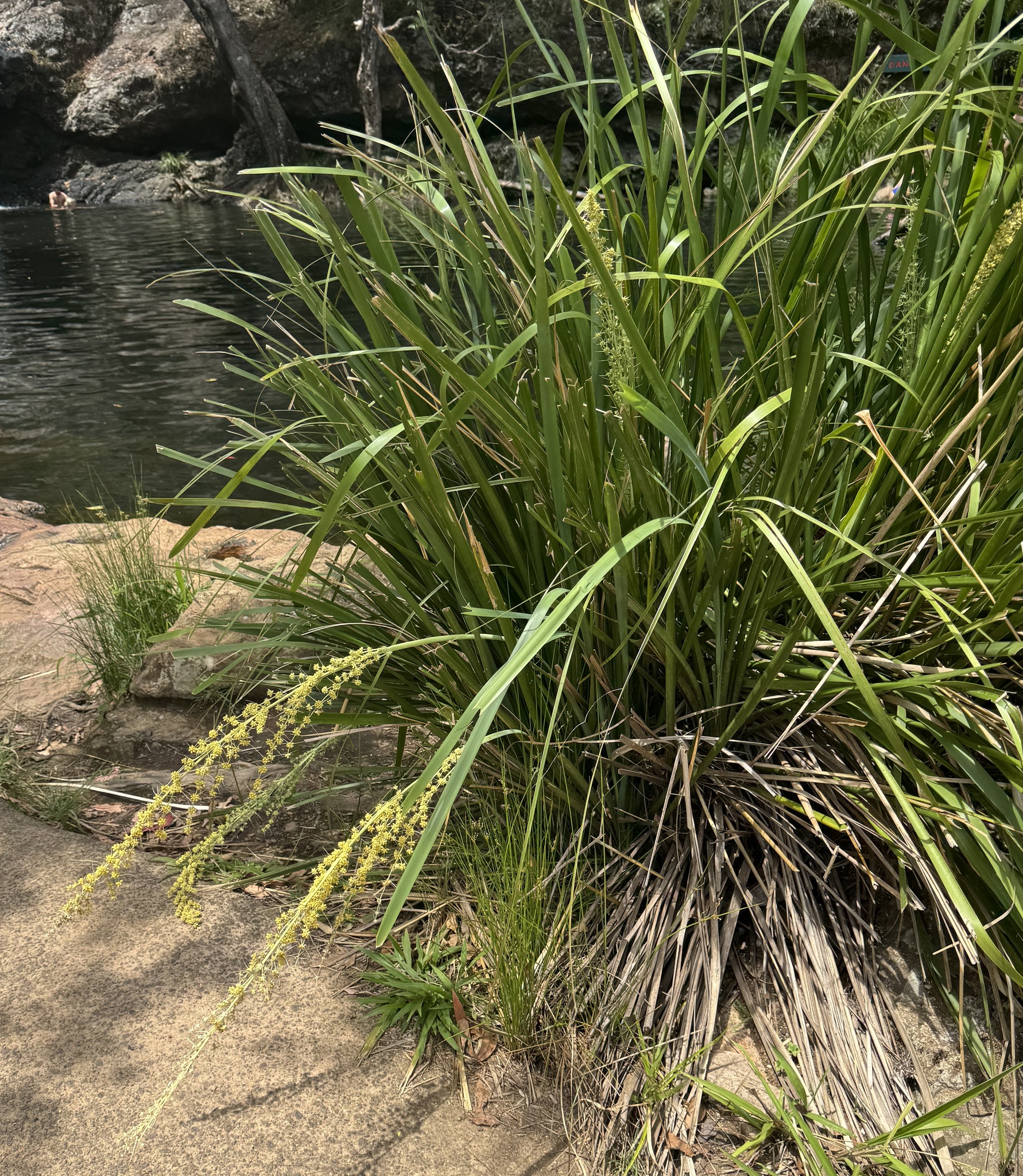 Green Mat-Rush (Lomandra hystrix)