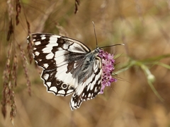 Melanargia larissa