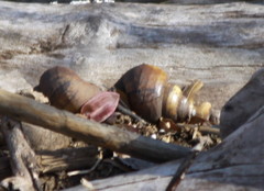 Heterogen japonica