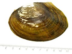 Sinanodonta