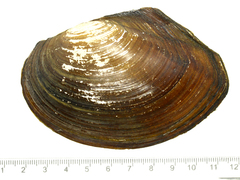 Sinanodonta lauta