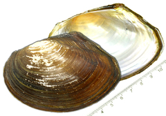 Sinanodonta lauta