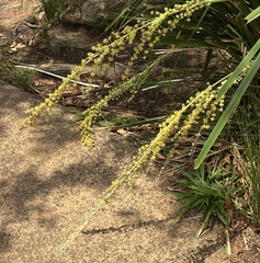Lomandra hystrix, photograph (c) desertnaturalist, some rights reserved (CC BY)