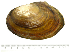 Sinanodonta lauta