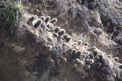 Mammillaria spinosissima tepoxtlana