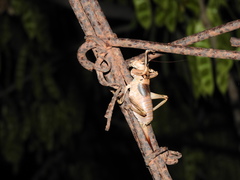 Nesoecia nigrispina