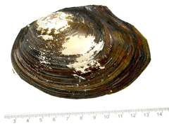 Sinanodonta lauta