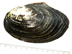 Sinanodonta lauta