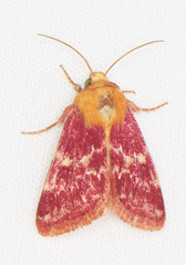 Schinia volupia