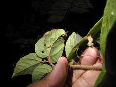 Eurypepla brevilineata