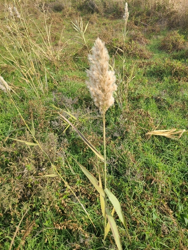 common reed