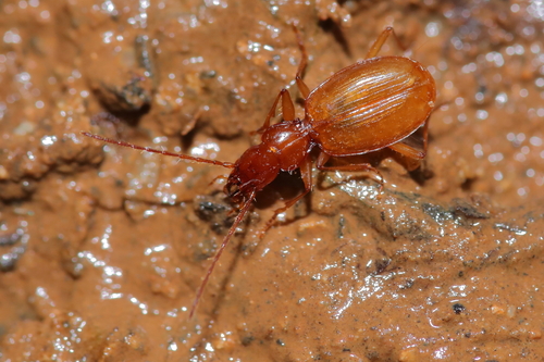 Duvalius doriae