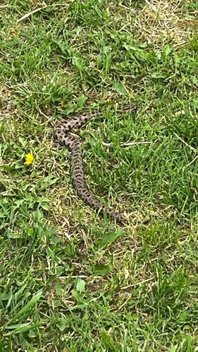 Queretaran Dusky Rattlesnake