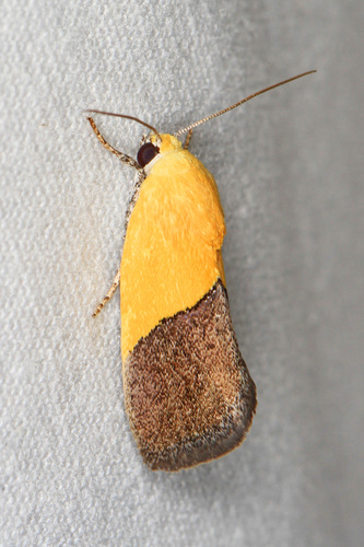 Ponometia semiflava