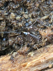 Ceuthophilus mississippi