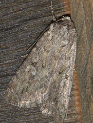 Dichagyris forcipula