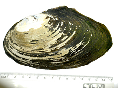 Sinanodonta lauta