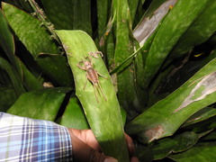 Nesoecia nigrispina