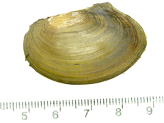 Sinanodonta lauta