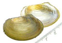 Sinanodonta lauta