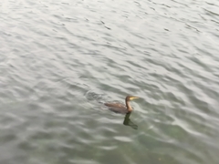 Phalacrocorax carbo