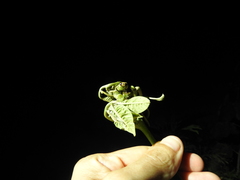 Cryptocephalus irroratus