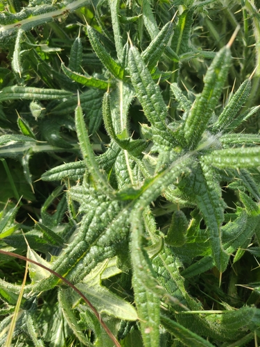 Bull Thistle