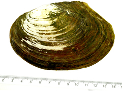 Sinanodonta lauta