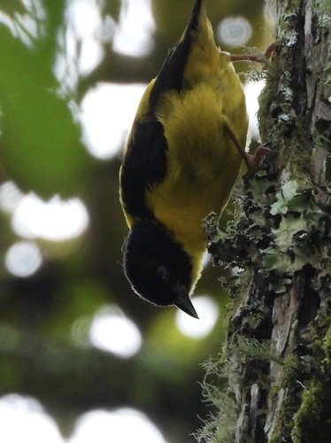 Brown-capped Weaver (Ploceus insignis), photo 7
