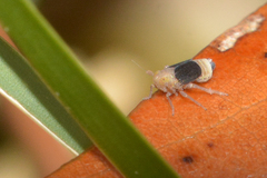 Syndelphax pseudoseminigra