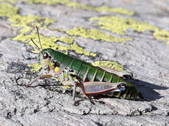 Cophopodisma pyrenaea