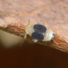 Syndelphax pseudoseminigra - Photo (c) Royal Tyler,  זכויות יוצרים חלקיות (CC BY-NC-SA), הועלה על ידי Royal Tyler