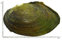Sinanodonta lauta
