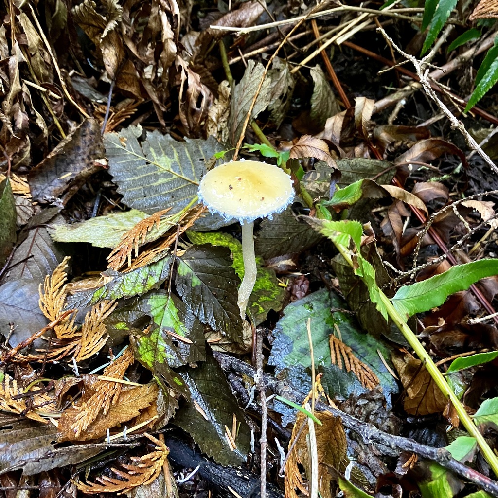 Stropharia ambigua · November 2025 · photo: © giselle9 (iNaturalist, cc0)