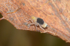 Syndelphax pseudoseminigra